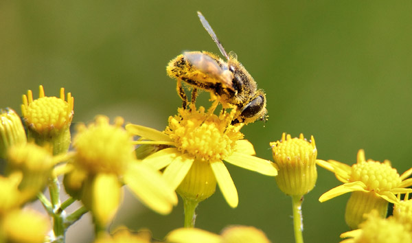 Men and Bees